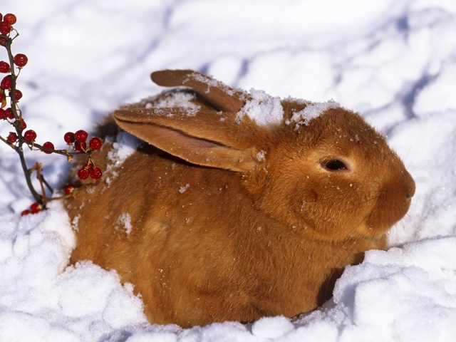 Das Rabbit in Snow Wallpaper 640x480