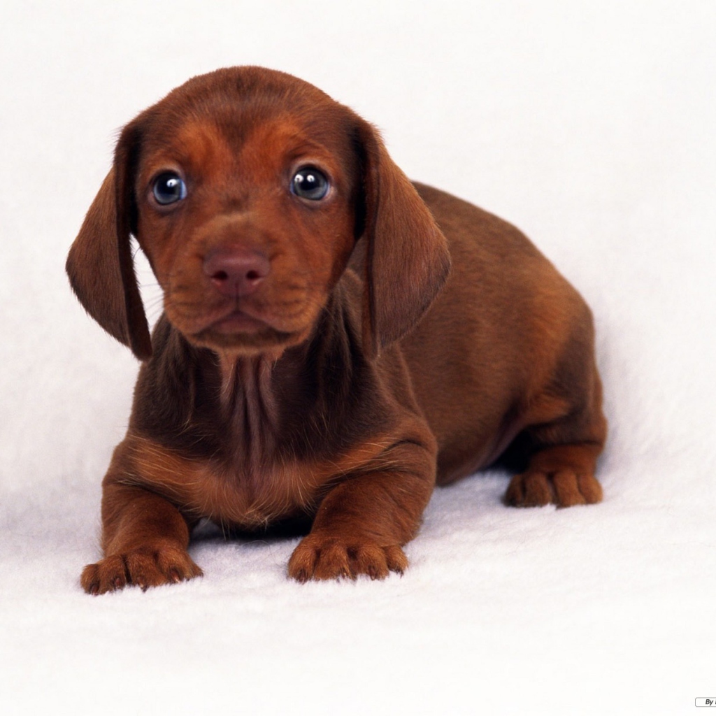 Screenshot №1 pro téma Dachshund 1024x1024