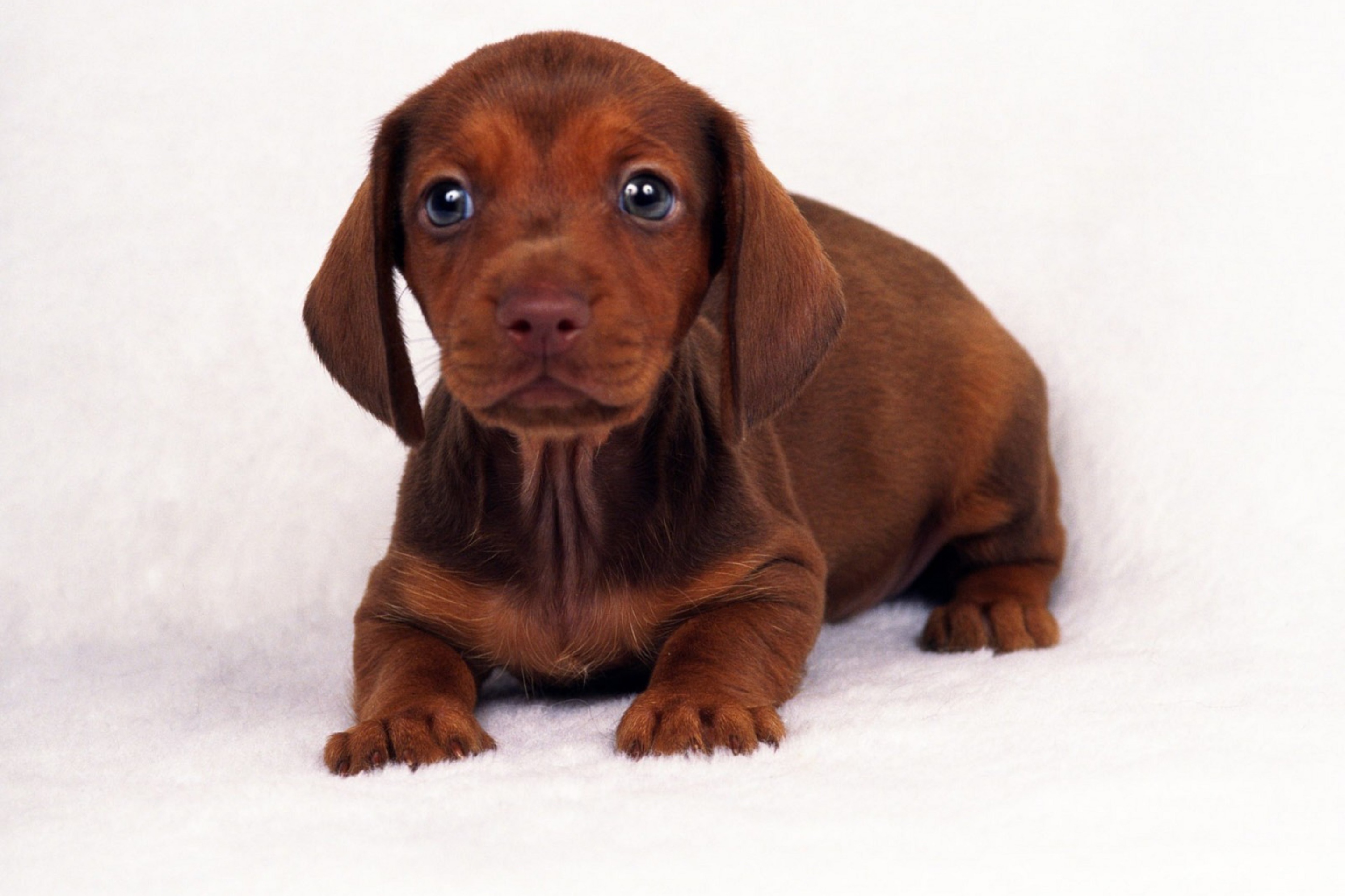 Screenshot №1 pro téma Dachshund 2880x1920