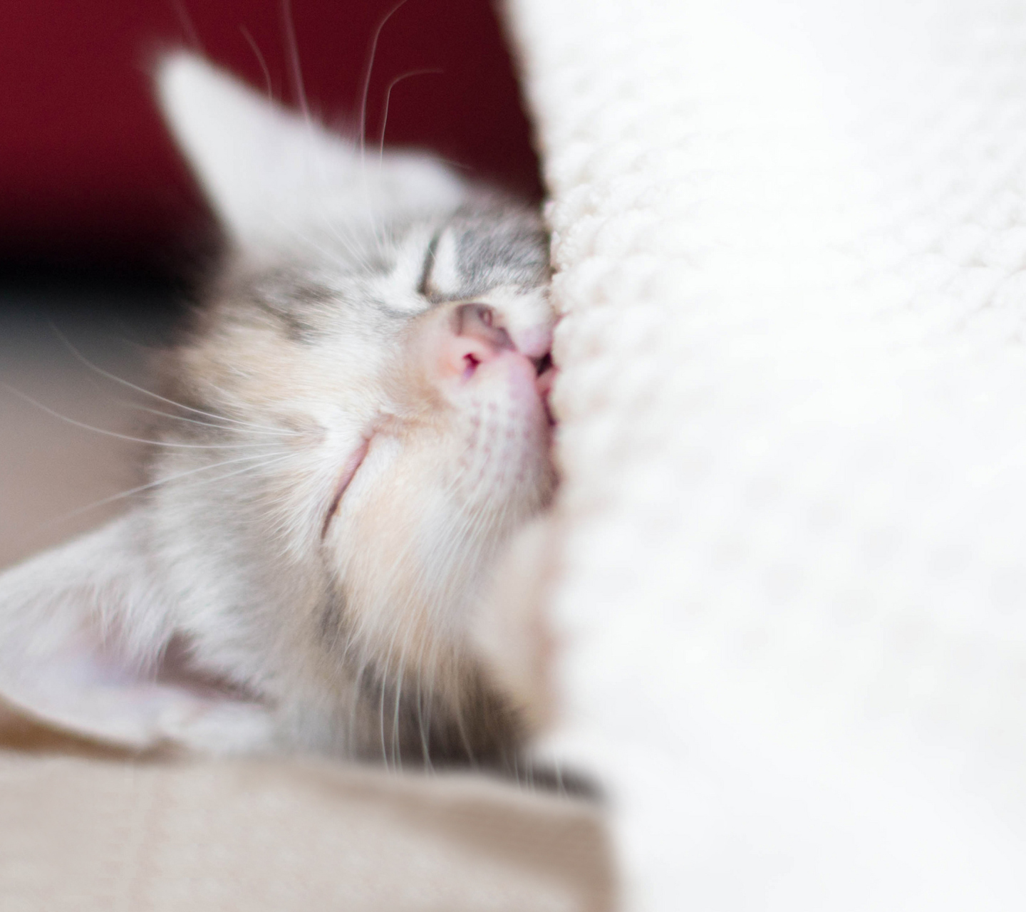 Das Sleeping Little Kitty Wallpaper 1440x1280
