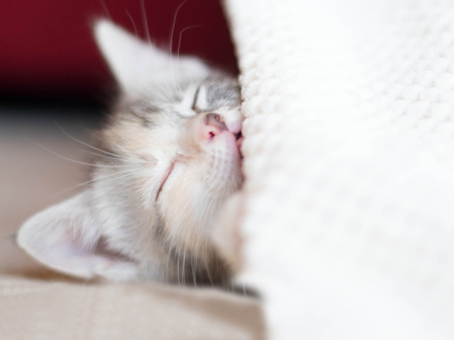 Das Sleeping Little Kitty Wallpaper 640x480