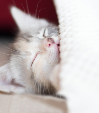 Sleeping Little Kitty - Obrázkek zdarma pro Nokia C6-01