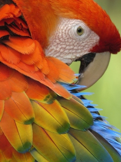 Das Parrot Close Up Wallpaper 240x320