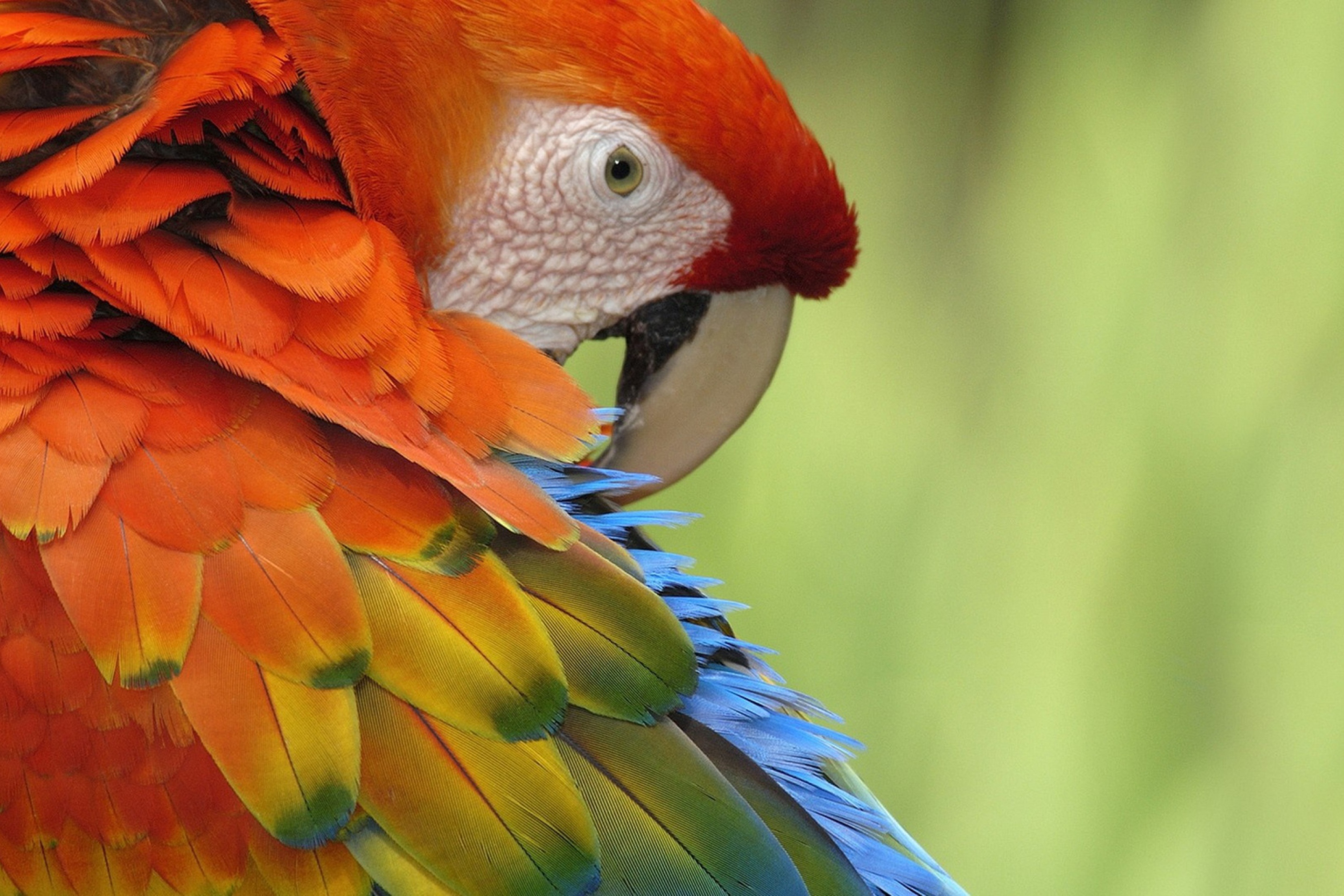 Screenshot №1 pro téma Parrot Close Up 2880x1920