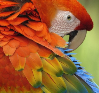 Parrot Close Up - Obrázkek zdarma pro 208x208
