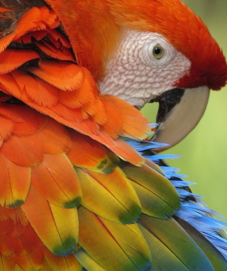 Parrot Close Up - Obrázkek zdarma pro 640x960