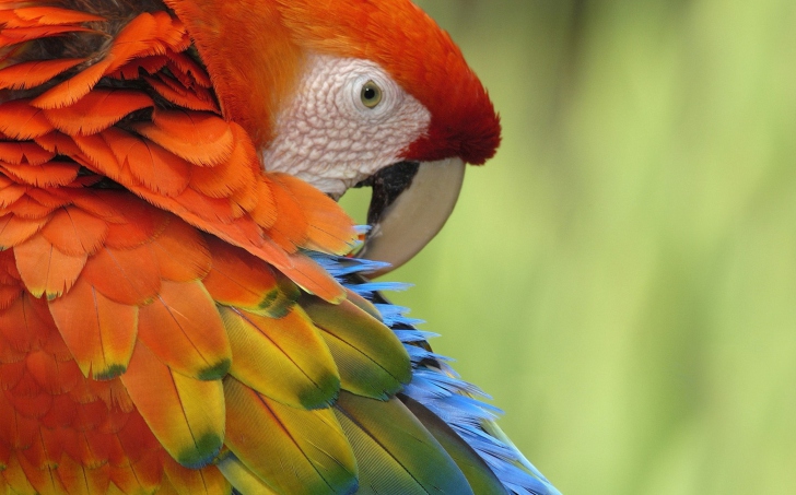 Parrot Close Up wallpaper