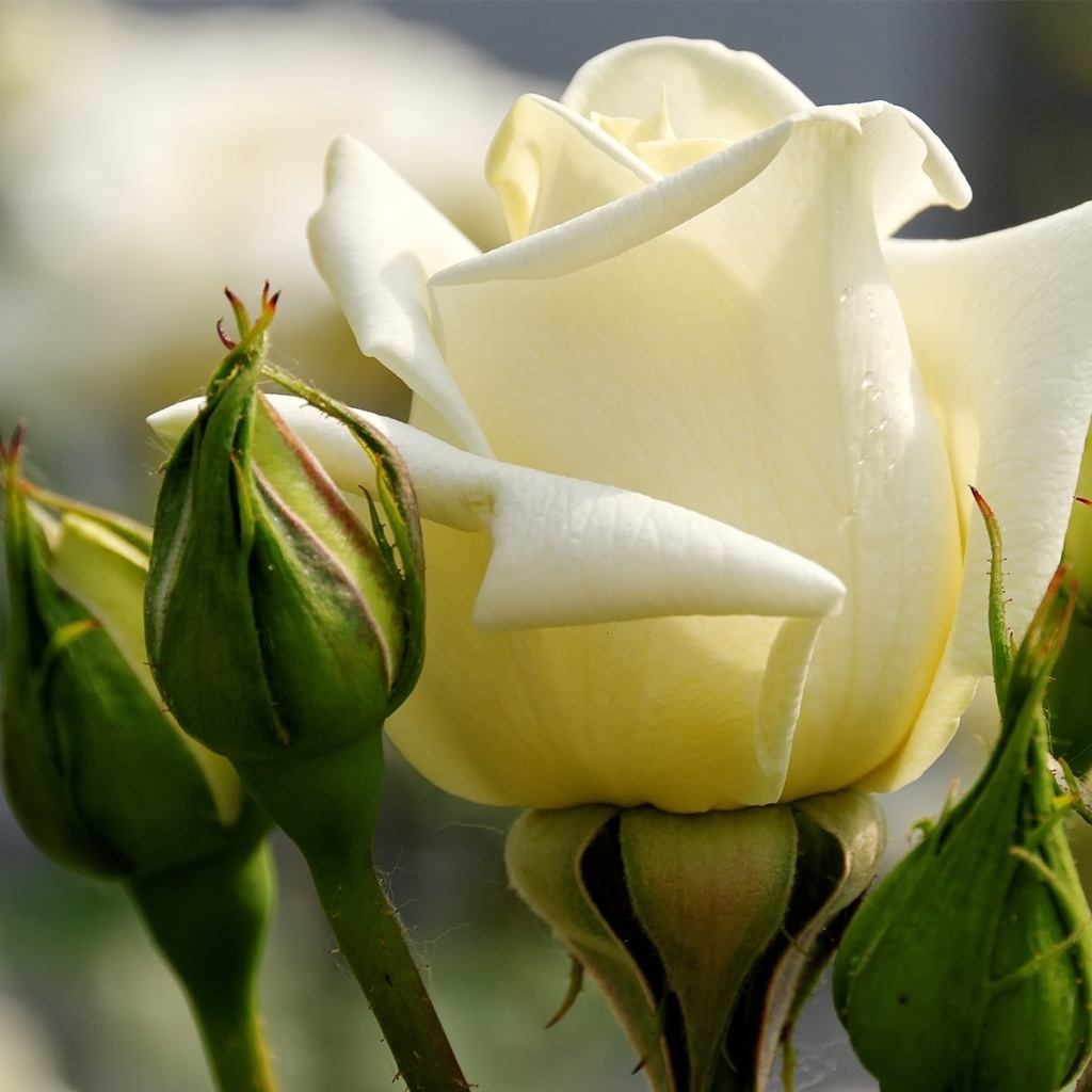 Обои White Rose Closeup 1024x1024