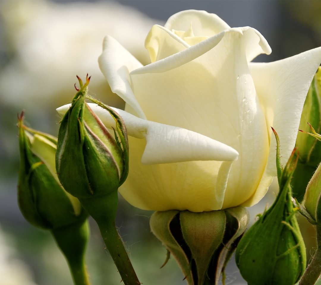 Sfondi White Rose Closeup 1080x960