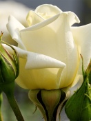 Sfondi White Rose Closeup 132x176