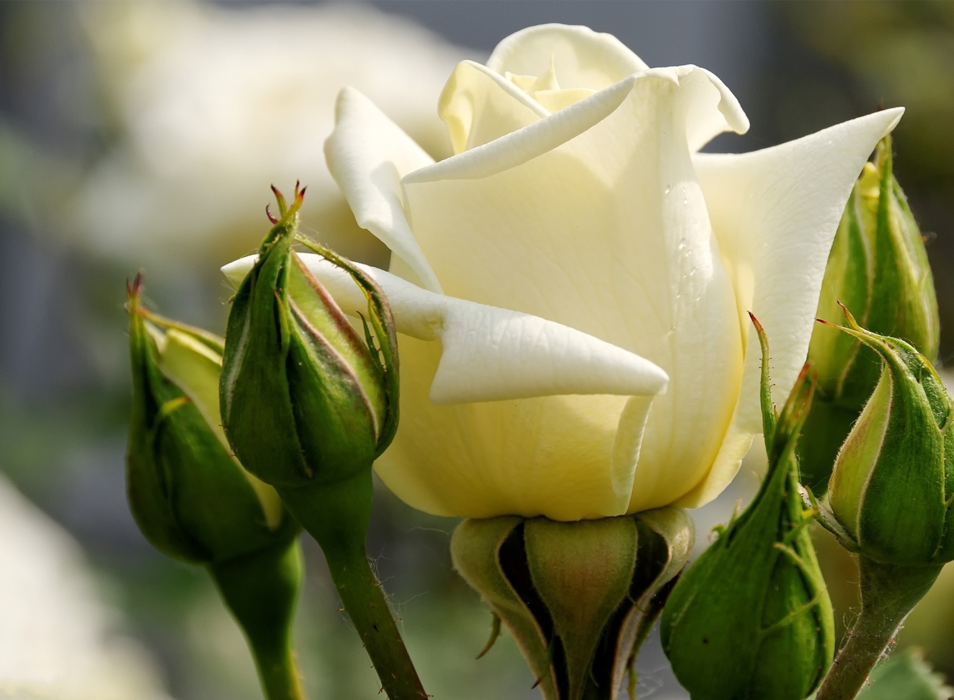 Обои White Rose Closeup 1920x1408