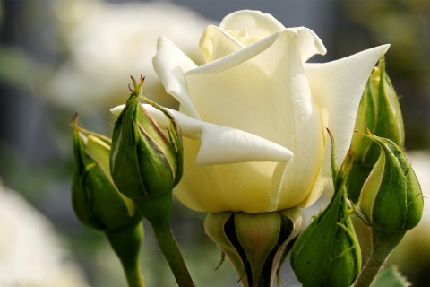 Обои White Rose Closeup 480x320
