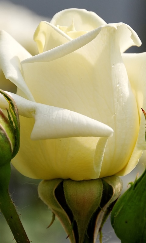 Screenshot №1 pro téma White Rose Closeup 480x800
