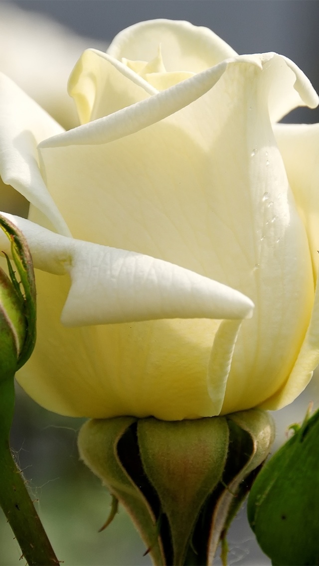 Das White Rose Closeup Wallpaper 640x1136
