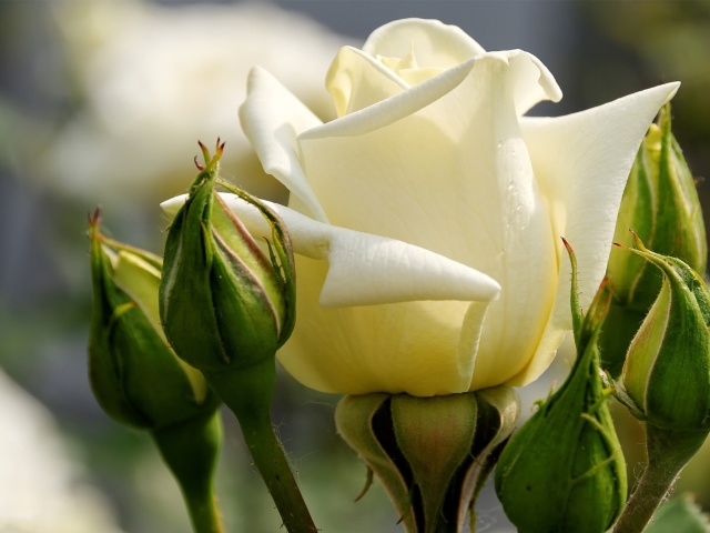 Sfondi White Rose Closeup 640x480