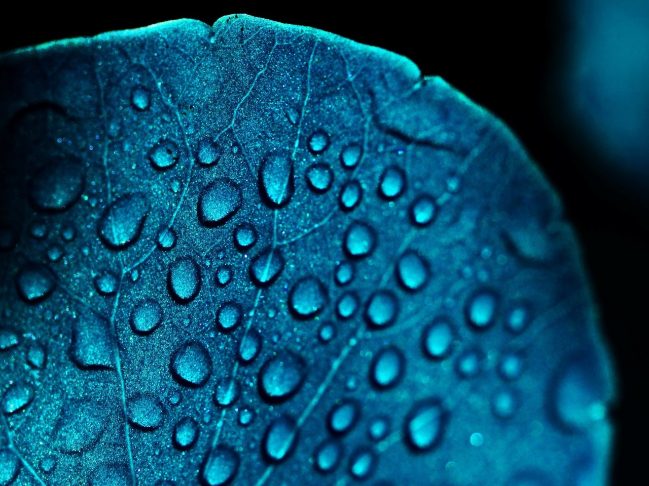 Das Macro Blue Leaf Wallpaper 1280x960