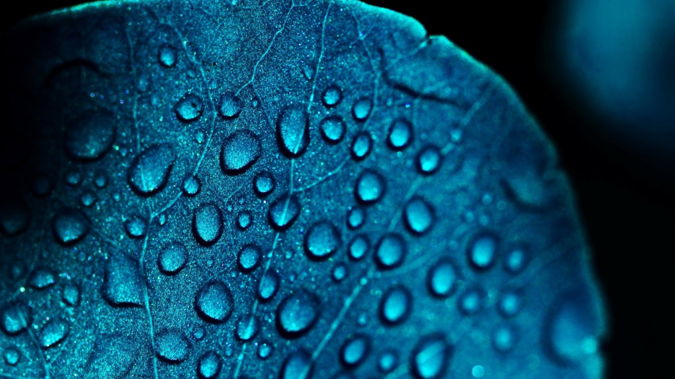 Das Macro Blue Leaf Wallpaper 1366x768