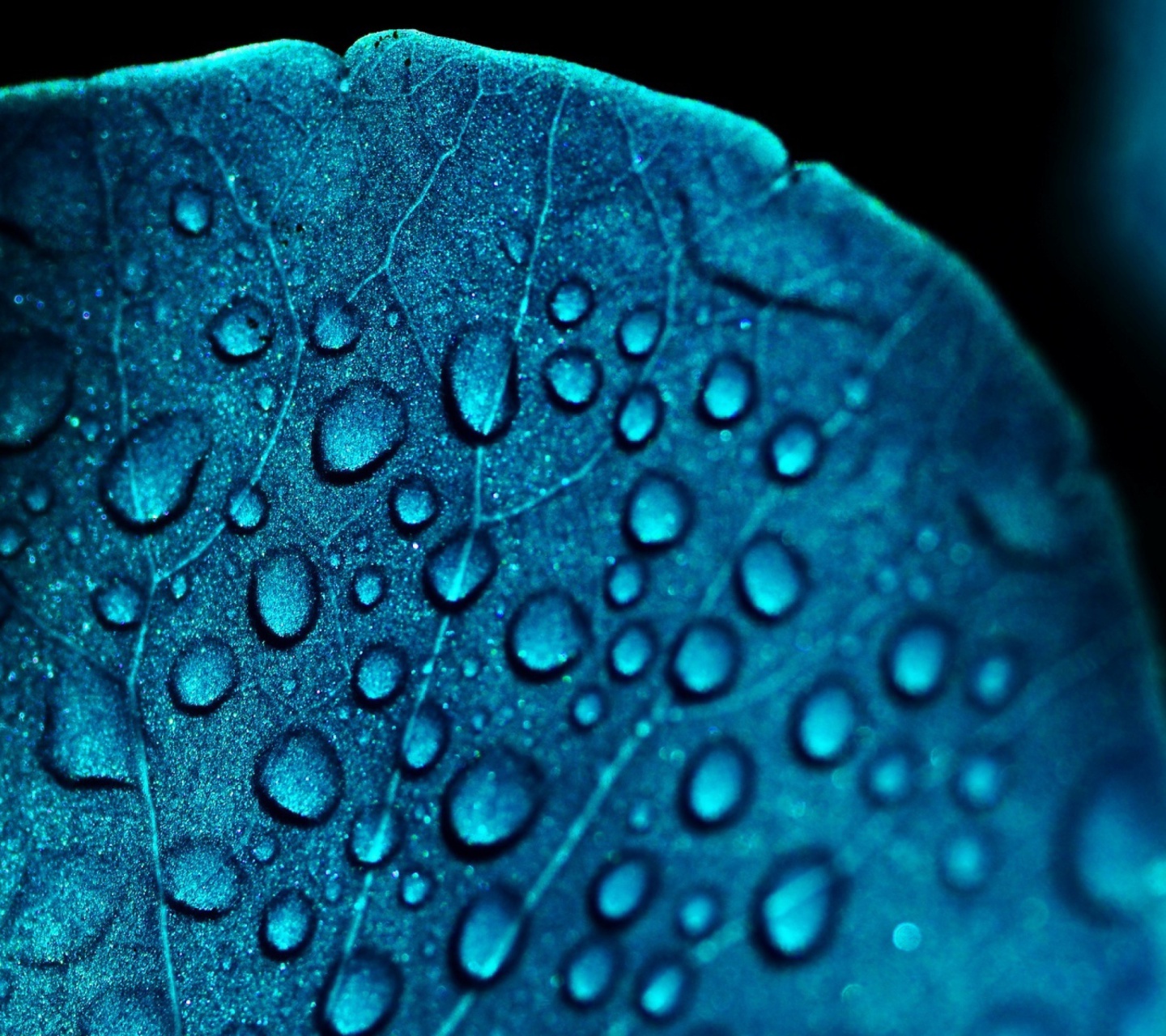 Sfondi Macro Blue Leaf 1440x1280