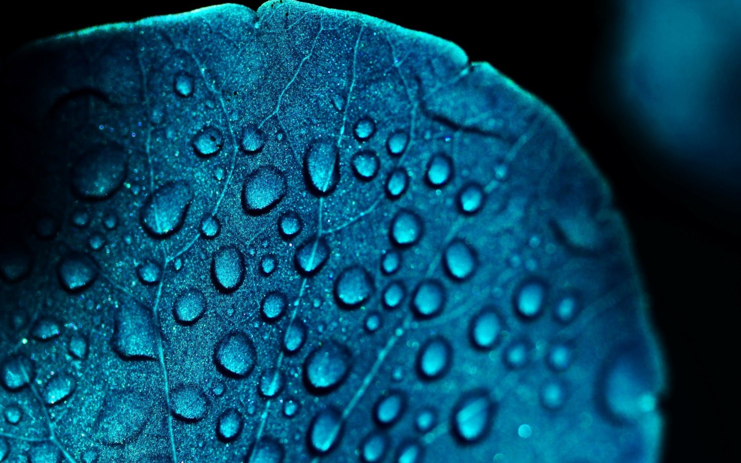 Das Macro Blue Leaf Wallpaper 1440x900