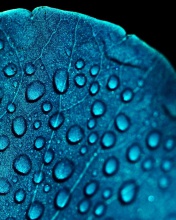 Macro Blue Leaf screenshot #1 176x220