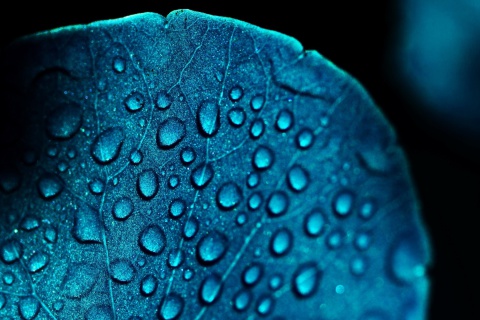 Screenshot №1 pro téma Macro Blue Leaf 480x320