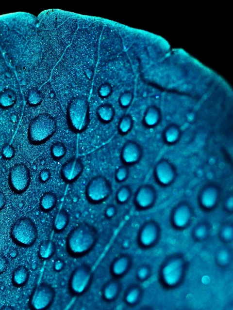 Обои Macro Blue Leaf 480x640