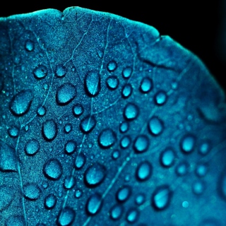 Macro Blue Leaf - Obrázkek zdarma pro iPad 2