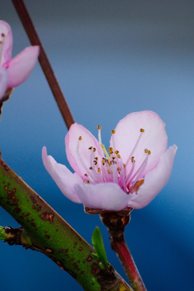 Fondo de pantalla Pink Blossom 640x960