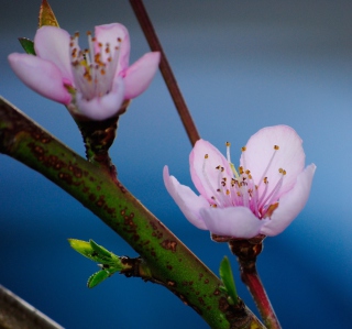 Kostenloses Pink Blossom Wallpaper für 128x128