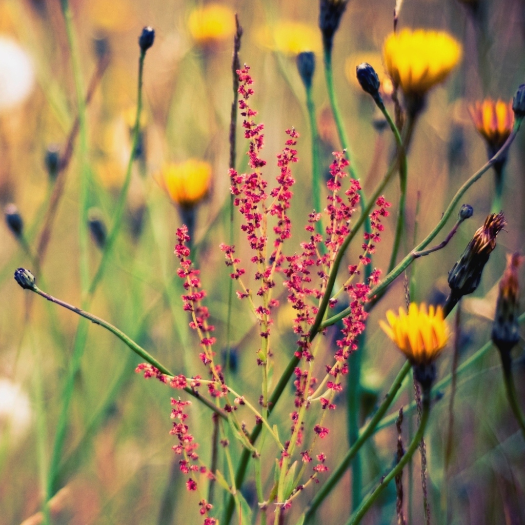 Screenshot №1 pro téma Field Plants And Flowers 1024x1024