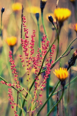 Field Plants And Flowers screenshot #1 320x480