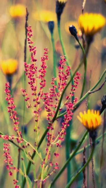 Das Field Plants And Flowers Wallpaper 360x640