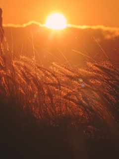 Das Sunset Corn Wallpaper 240x320