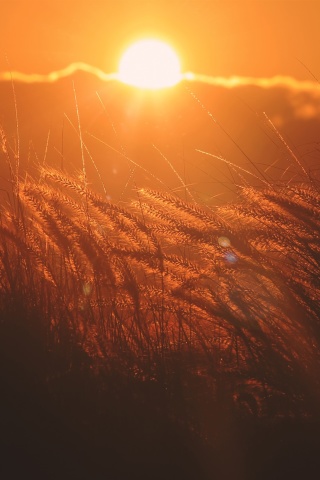 Das Sunset Corn Wallpaper 320x480