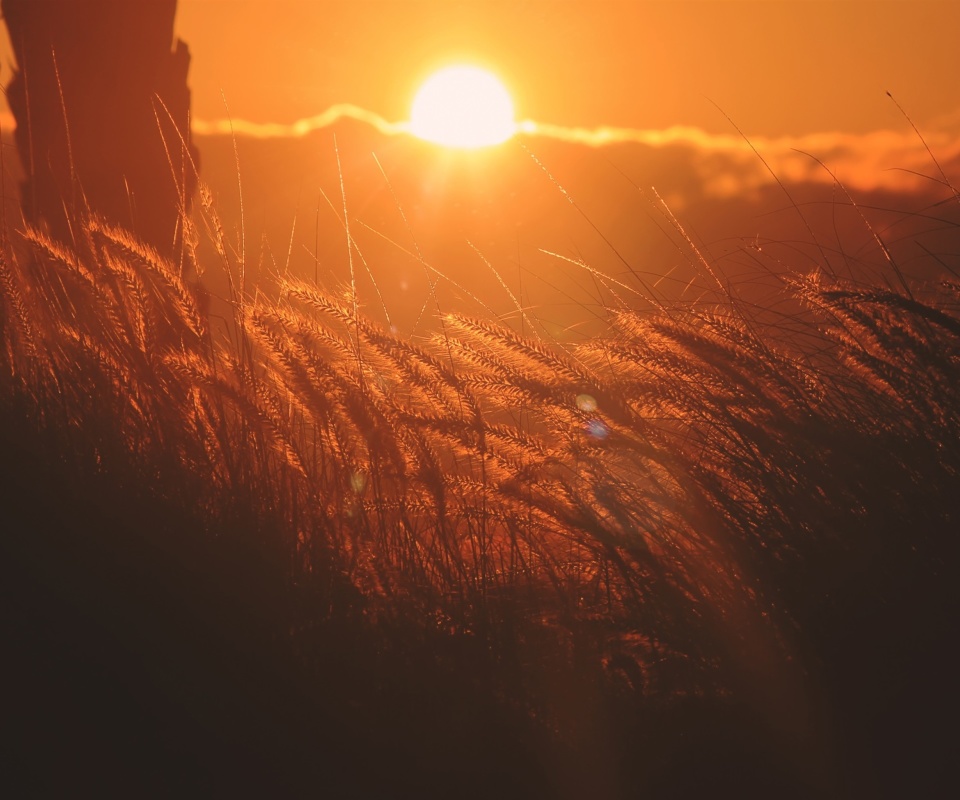 Das Sunset Corn Wallpaper 960x800