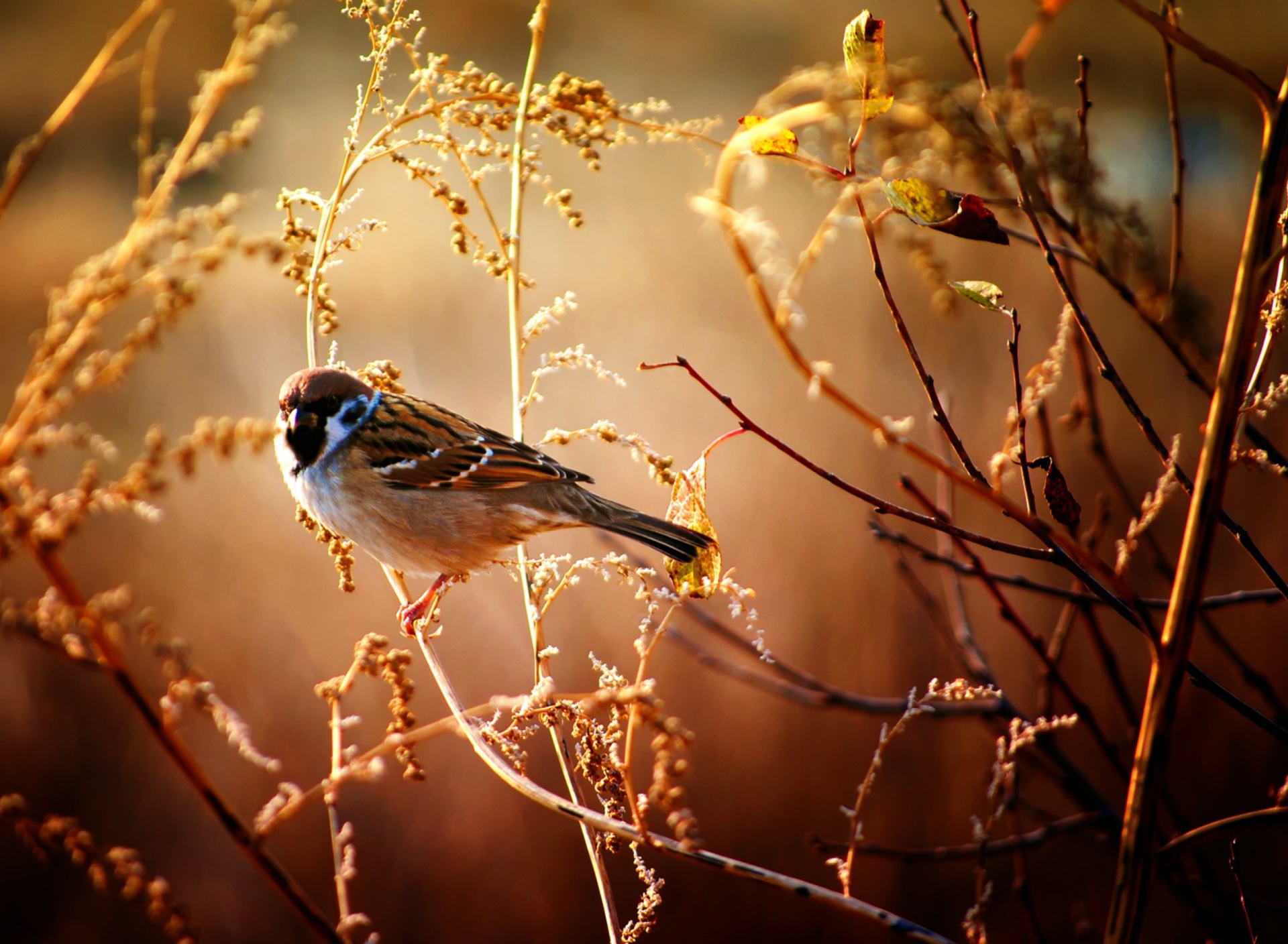 Screenshot №1 pro téma Bird On Branch 1920x1408