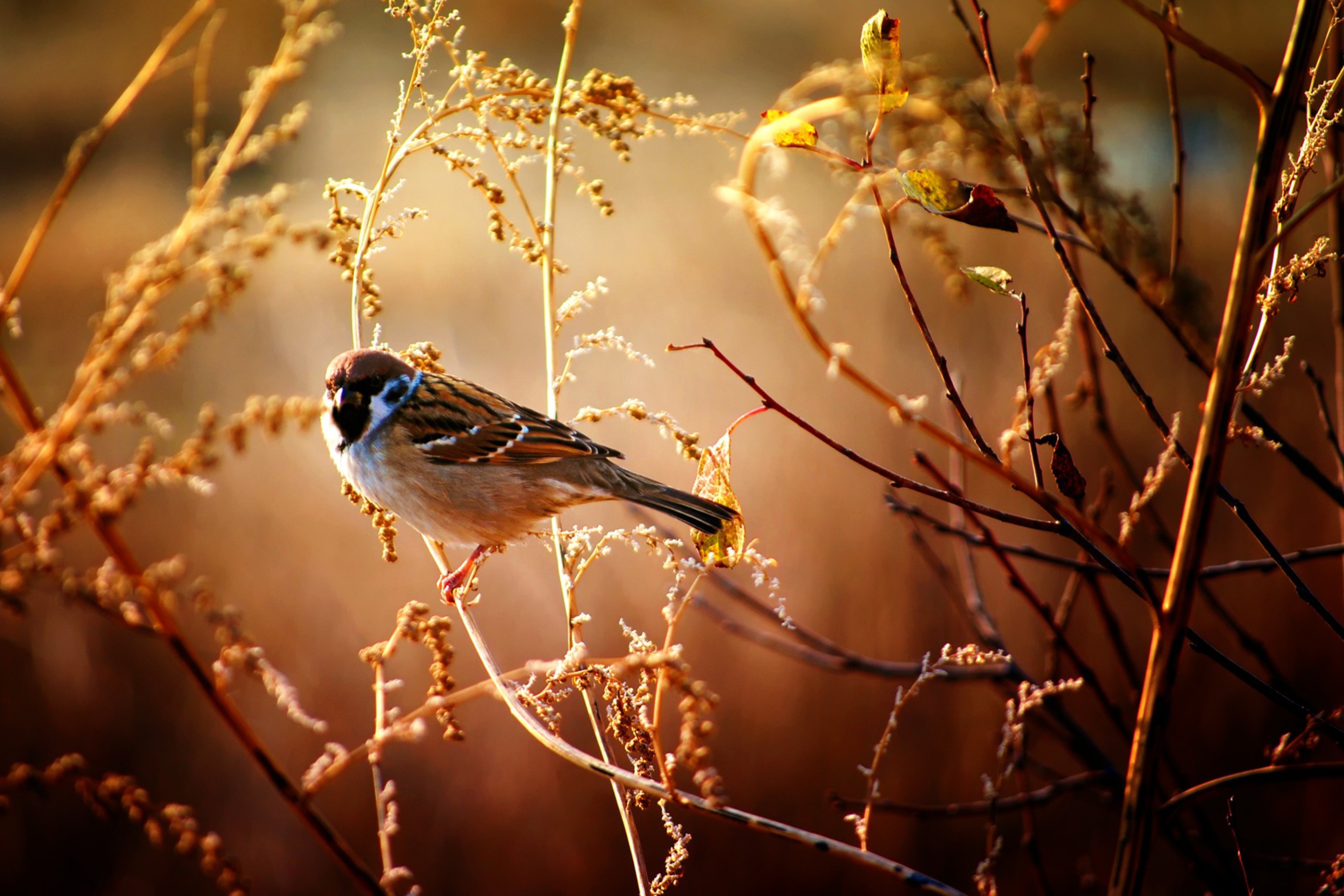 Screenshot №1 pro téma Bird On Branch 2880x1920