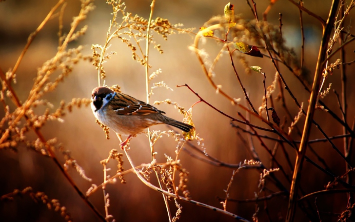 Bird On Branch wallpaper