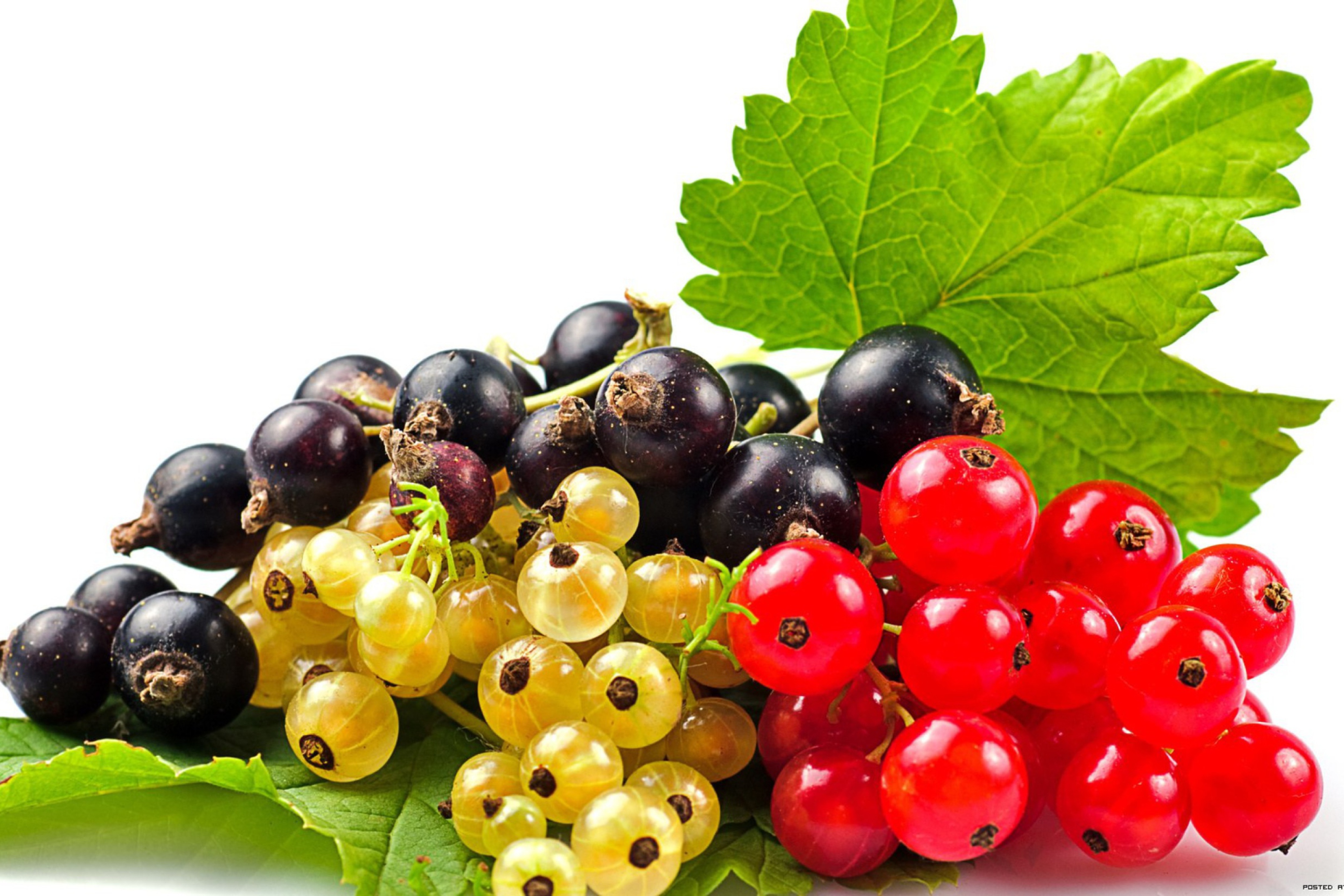 Currant wallpaper 2880x1920