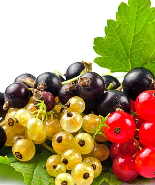 Currant - Obrázkek zdarma pro 320x480