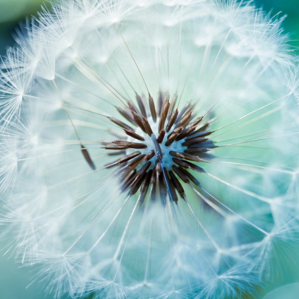 Screenshot №1 pro téma Dandelion 1024x1024