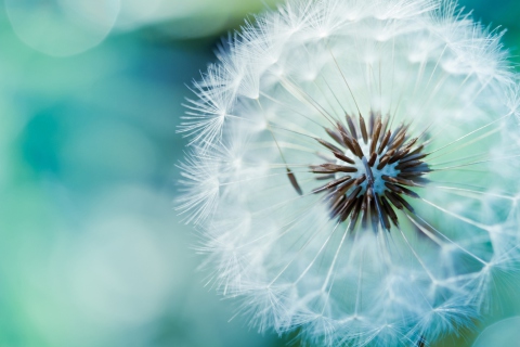 Fondo de pantalla Dandelion 480x320