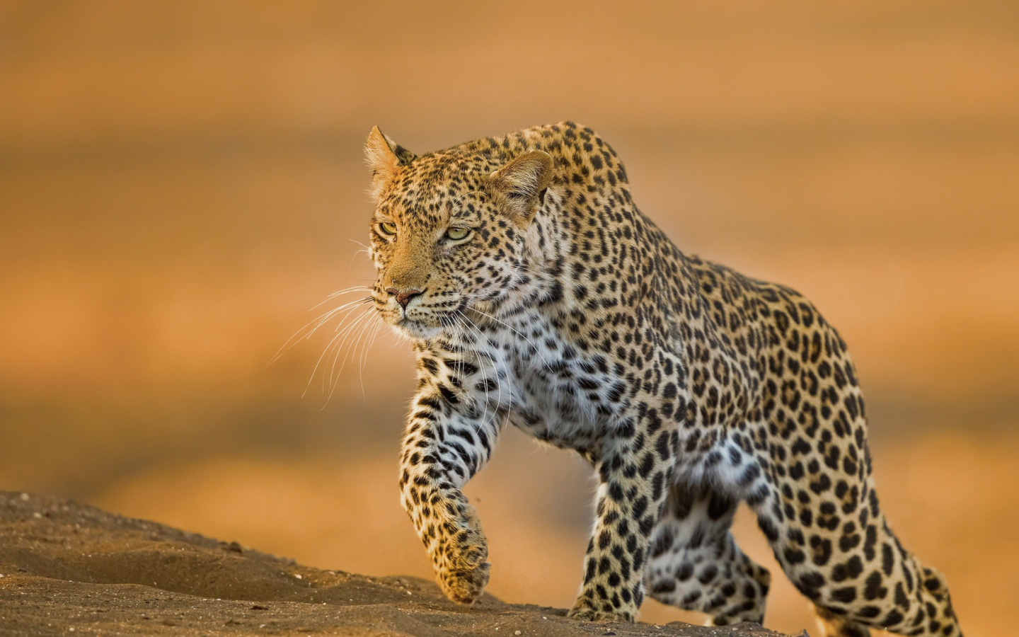 Sfondi Leopard 1440x900