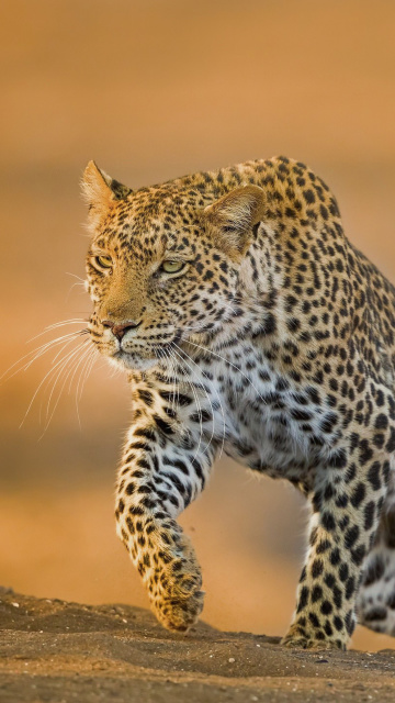 Leopard wallpaper 360x640