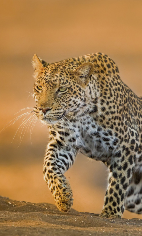 Leopard wallpaper 480x800