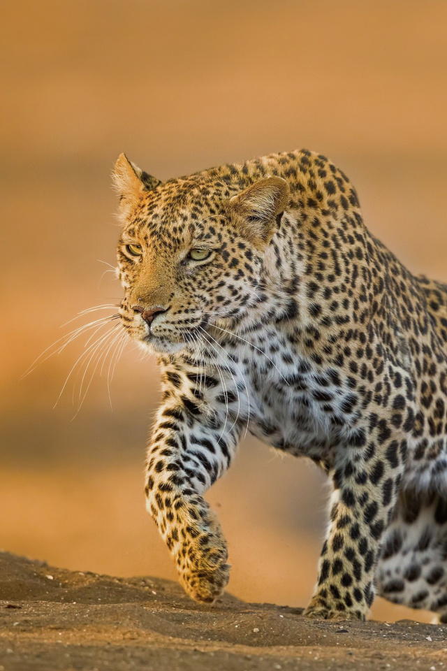 Das Leopard Wallpaper 640x960