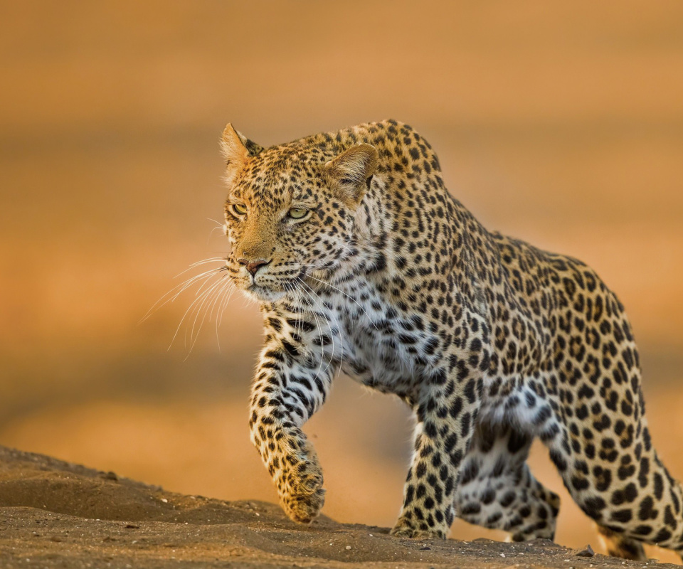 Leopard wallpaper 960x800