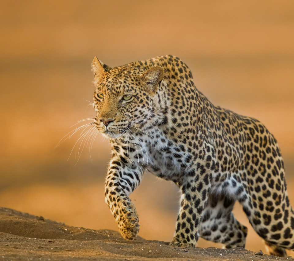 Leopard wallpaper 960x854