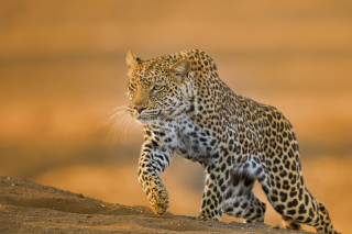 Leopard - Obrázkek zdarma 
