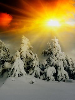 Fondo de pantalla Winter Shine 240x320